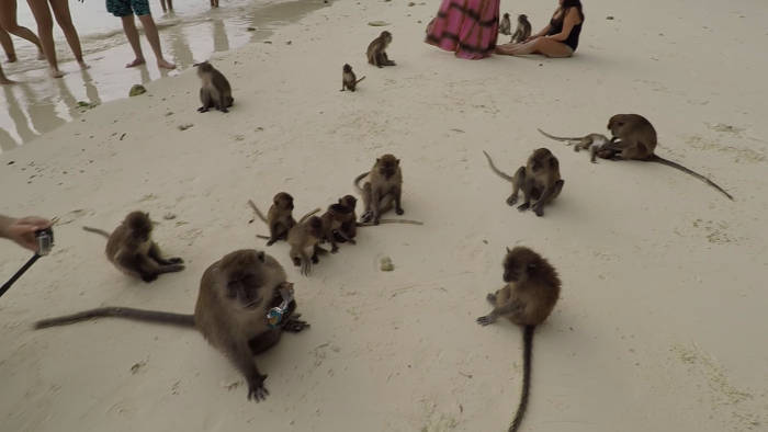Een afbeelding van de aapjes op de monkey beach nabij Koh Phi Phi.