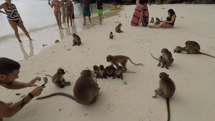 Afbeelding van aapjes op de Monkey Beach nabij Koh Phi Phi die op het punt staan om een rol Oreo onder elkaar te verdelen.