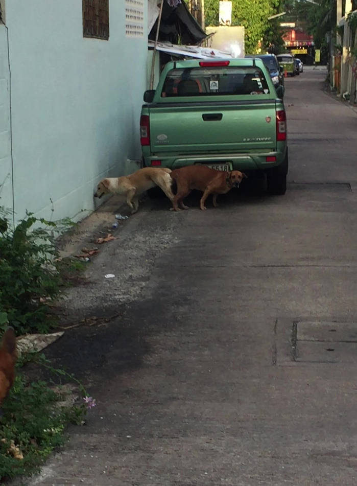 Afbeelding van twee straathonden die na het paren aan elkaar vastzitten.